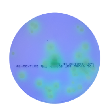 Pseudomonas CFC Agar Plates