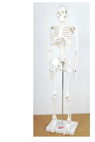 1-2 Scale Skeleton